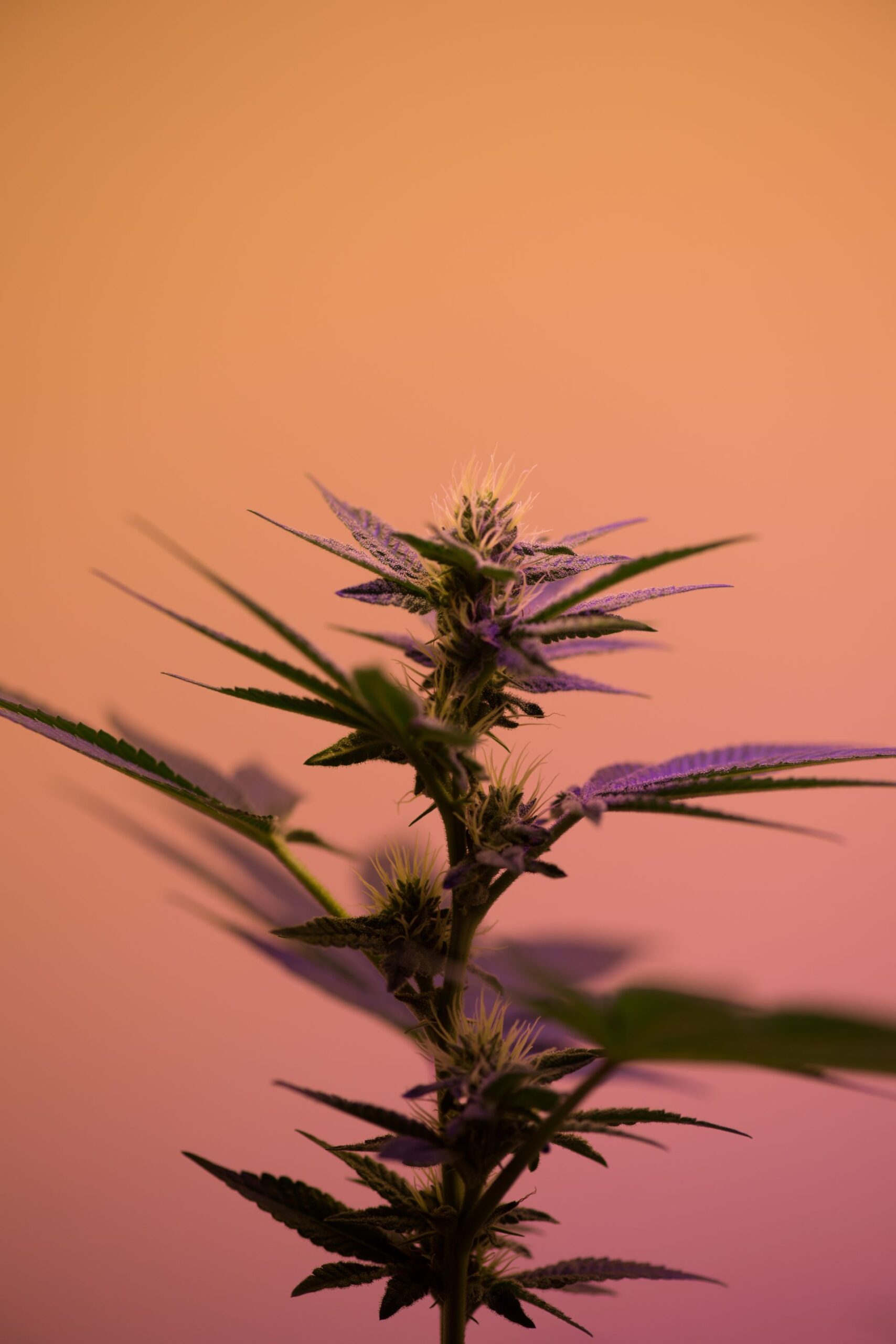 Whole plant extracts